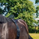 Cheval avec surveillance Birth Alarm GSM 2.0 pendant la fin de gestation