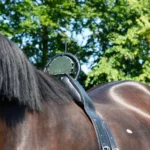 Birth Alarm Classic sensor bevestigd op schoft van drachtige merrie close up